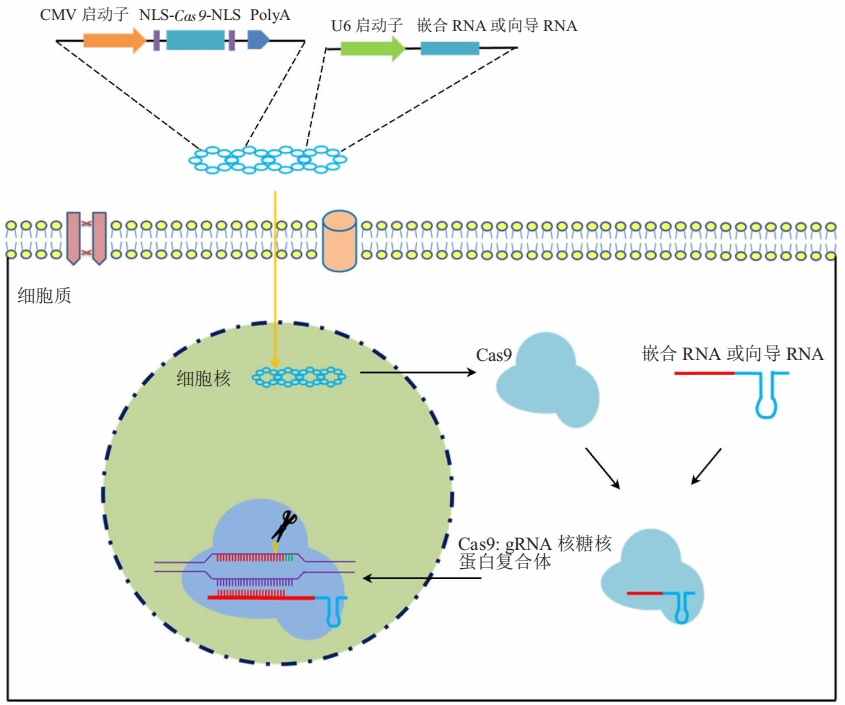 cas9.png