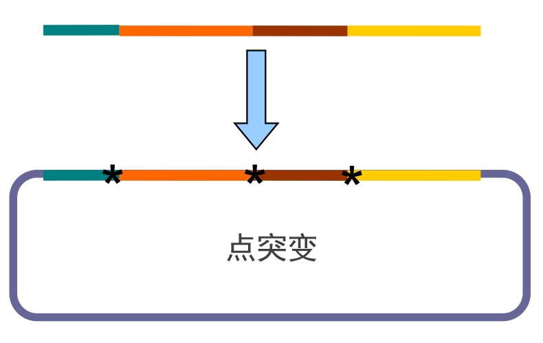 点突变_副本.png