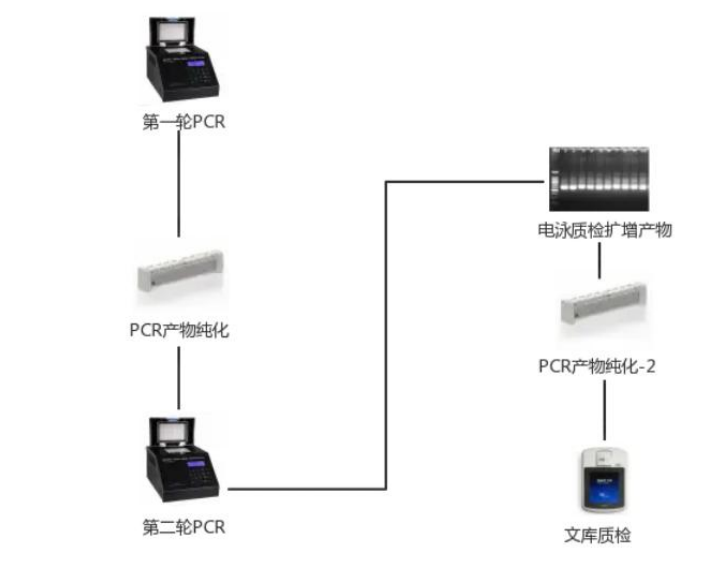 16S、18S、ITS等扩增子测序.png